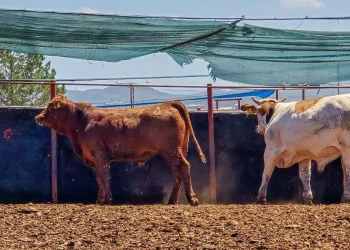 Detectan en Yécora segundo caso de gusano barrenador