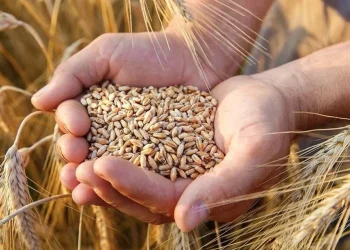 Suben precios de alimentos a mayor nivel en más de 3 años