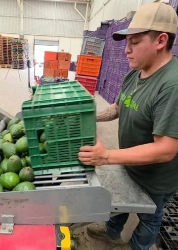 Libera EU 9 mil tons. de aguacate mexicano tras acuerdo