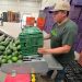 Libera EU 9 mil tons. de aguacate mexicano tras acuerdo