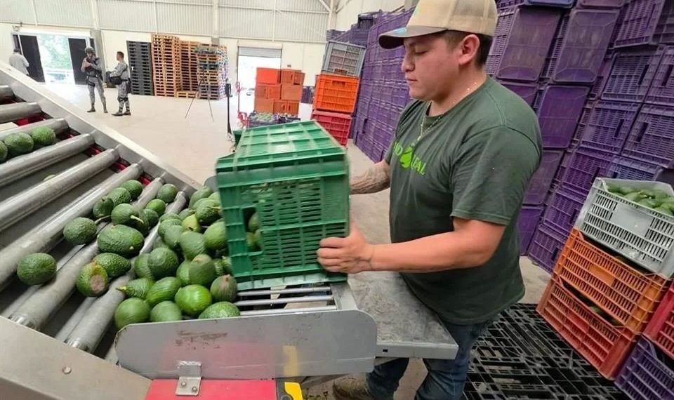 Libera EU 9 mil tons. de aguacate mexicano tras acuerdo