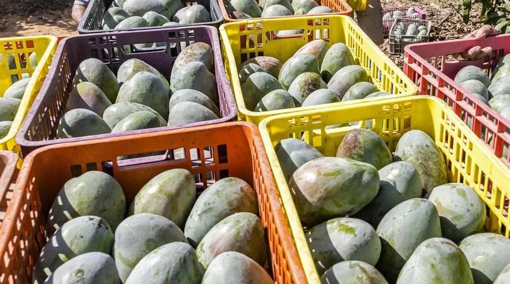 Libra veda de EU mango michoacano