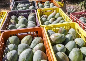 Libra veda de EU mango michoacano