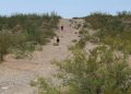 Han encontrado 73 cadáveres de migrantes en desierto de Arizona en lo que va de 2026