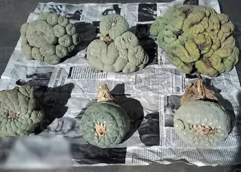 Aseguran en paquetería seis plantas de peyote