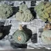 Aseguran en paquetería seis plantas de peyote