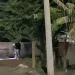 Ultiman a balazos a una mujer en “tiradero” en el fraccionamiento Villa Sauces