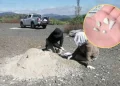 Reportan más de mil 600 dientes de leche en fosa de Michoacán; FGR investiga