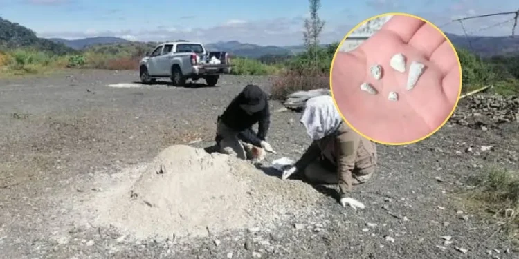 Reportan más de mil 600 dientes de leche en fosa de Michoacán; FGR investiga