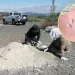 Reportan más de mil 600 dientes de leche en fosa de Michoacán; FGR investiga
