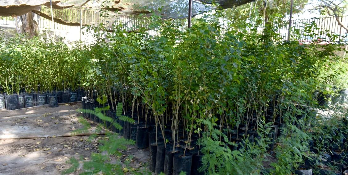Impulsan viveros escolares de árboles nativos para fortalecer el cuidado ambiental en Hermosillo
