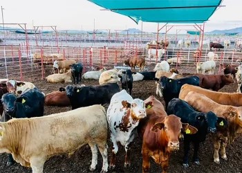 Reanudan envíos de ganado de Sonora a EU tras 12 días de cierre