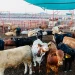 Reanudan envíos de ganado de Sonora a EU tras 12 días de cierre