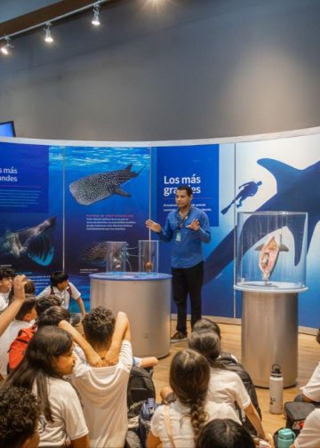 Supera exposición “TIBURONES” meta de 10 mil visitantes en sólo 19 días