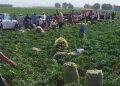 Jornaleros agrícolas de BC, Sinaloa y Sonora sufren precariedad e informalidad laboral, revela estudio