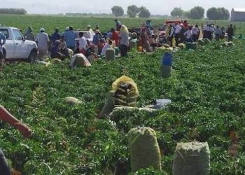 Jornaleros agrícolas de BC, Sinaloa y Sonora sufren precariedad e informalidad laboral, revela estudio