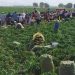 Jornaleros agrícolas de BC, Sinaloa y Sonora sufren precariedad e informalidad laboral, revela estudio