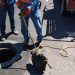 Mantienen labores de desazolve y mantenimiento del drenaje sanitario por lluvias