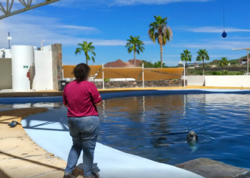 Delfín “Moana” murió por traumatismo en Delfinario Sonora