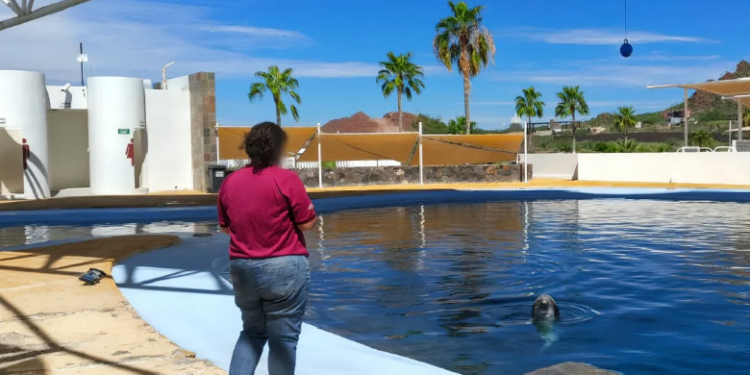 Delfín “Moana” murió por traumatismo en Delfinario Sonora