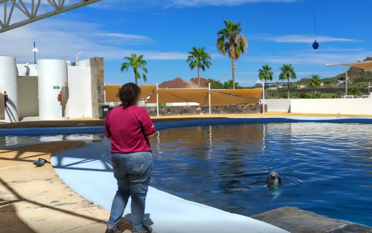 Delfín “Moana” murió por traumatismo en Delfinario Sonora