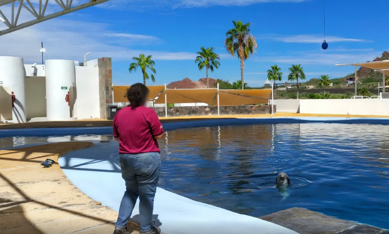 Delfín “Moana” murió por traumatismo en Delfinario Sonora
