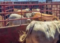 Nogales reabrirá la exportación de ganado a Estados Unidos el 30 de noviembre