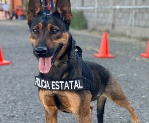 Unidad K9 de la PESP logra dos detenciones y asegura 26 envoltorios en Hermosillo