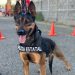 Unidad K9 de la PESP logra dos detenciones y asegura 26 envoltorios en Hermosillo