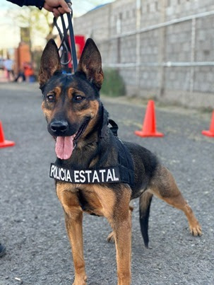 Unidad K9 de la PESP logra dos detenciones y asegura 26 envoltorios en Hermosillo