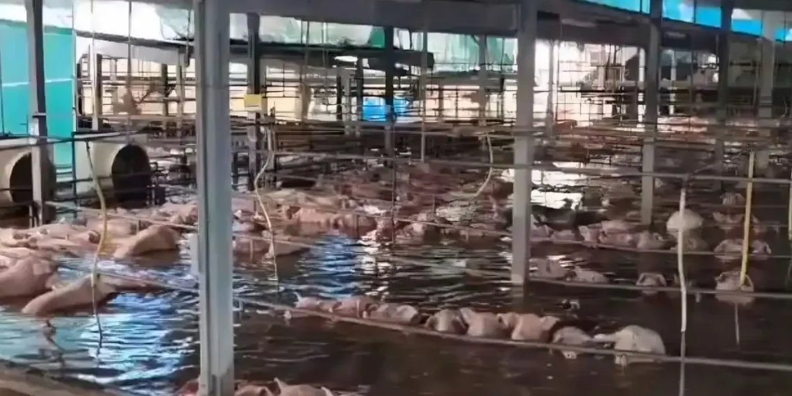 Huracán ‘Polo’ deja bajo el agua a lechones en granja de Navojoa