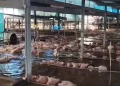 Huracán ‘Polo’ deja bajo el agua a lechones en granja de Navojoa