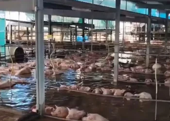 Huracán ‘Polo’ deja bajo el agua a lechones en granja de Navojoa