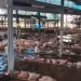 Huracán ‘Polo’ deja bajo el agua a lechones en granja de Navojoa