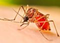 Aumentan más del 70% los casos dengue en Sonora