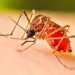 Aumentan más del 70% los casos dengue en Sonora