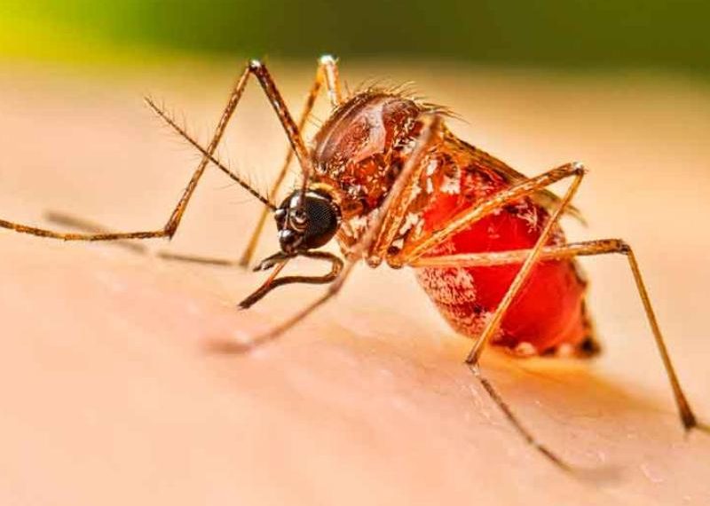 Aumentan más del 70% los casos dengue en Sonora