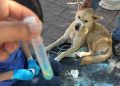 Registra Álamos segundo caso de gusano barrenador en mascotas