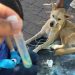 Registra Álamos segundo caso de gusano barrenador en mascotas