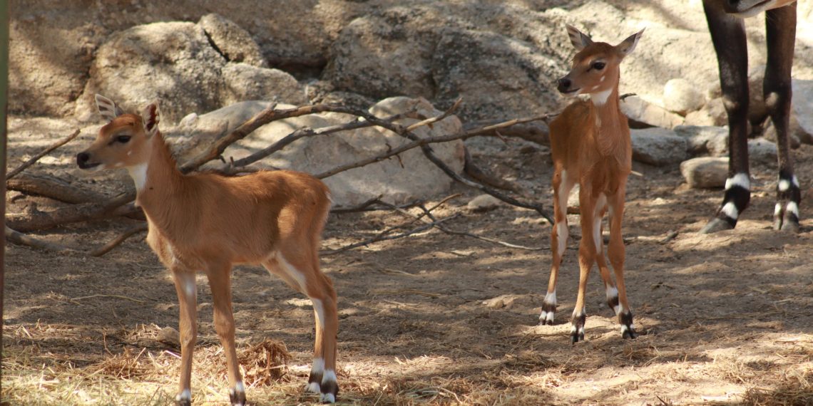 Gobierno de Sonora anuncia nacimiento de dos crías de antílope nilgai