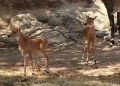 Gobierno de Sonora anuncia nacimiento de dos crías de antílope nilgai