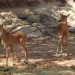 Gobierno de Sonora anuncia nacimiento de dos crías de antílope nilgai